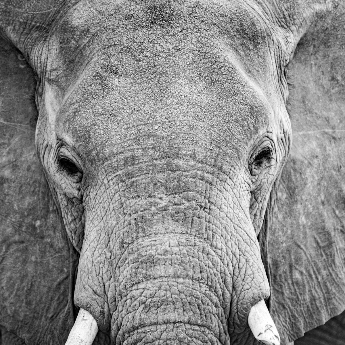 Chala Wildlife Collection