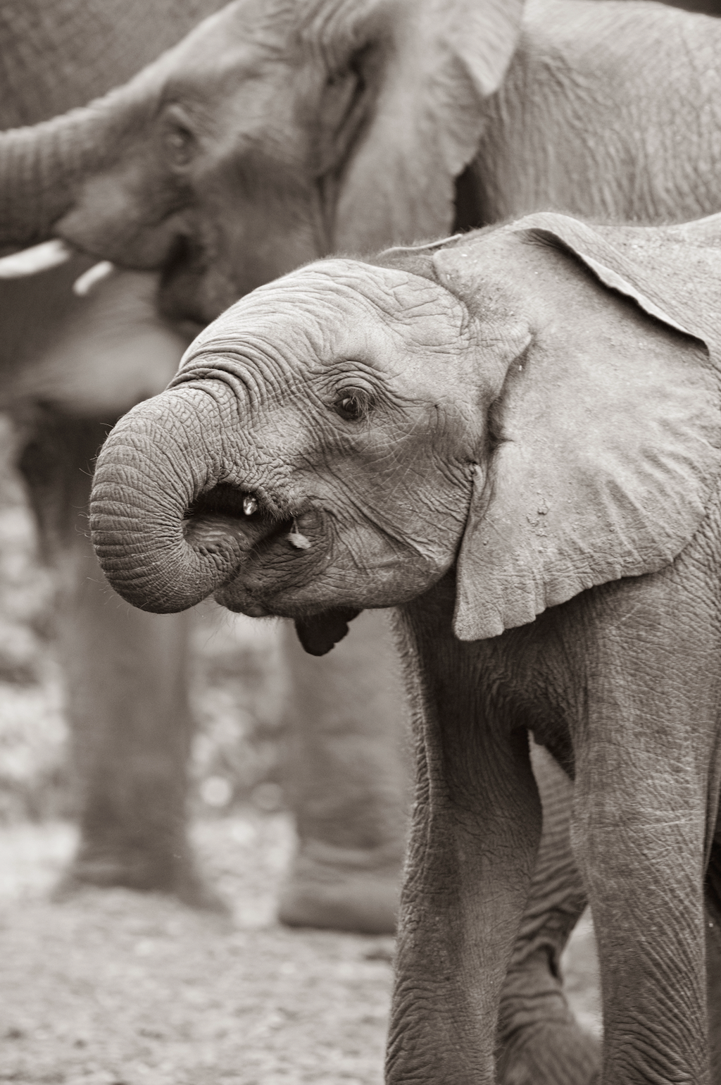 The Toddler - Wildlife Print