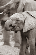 The Toddler - Wildlife Print