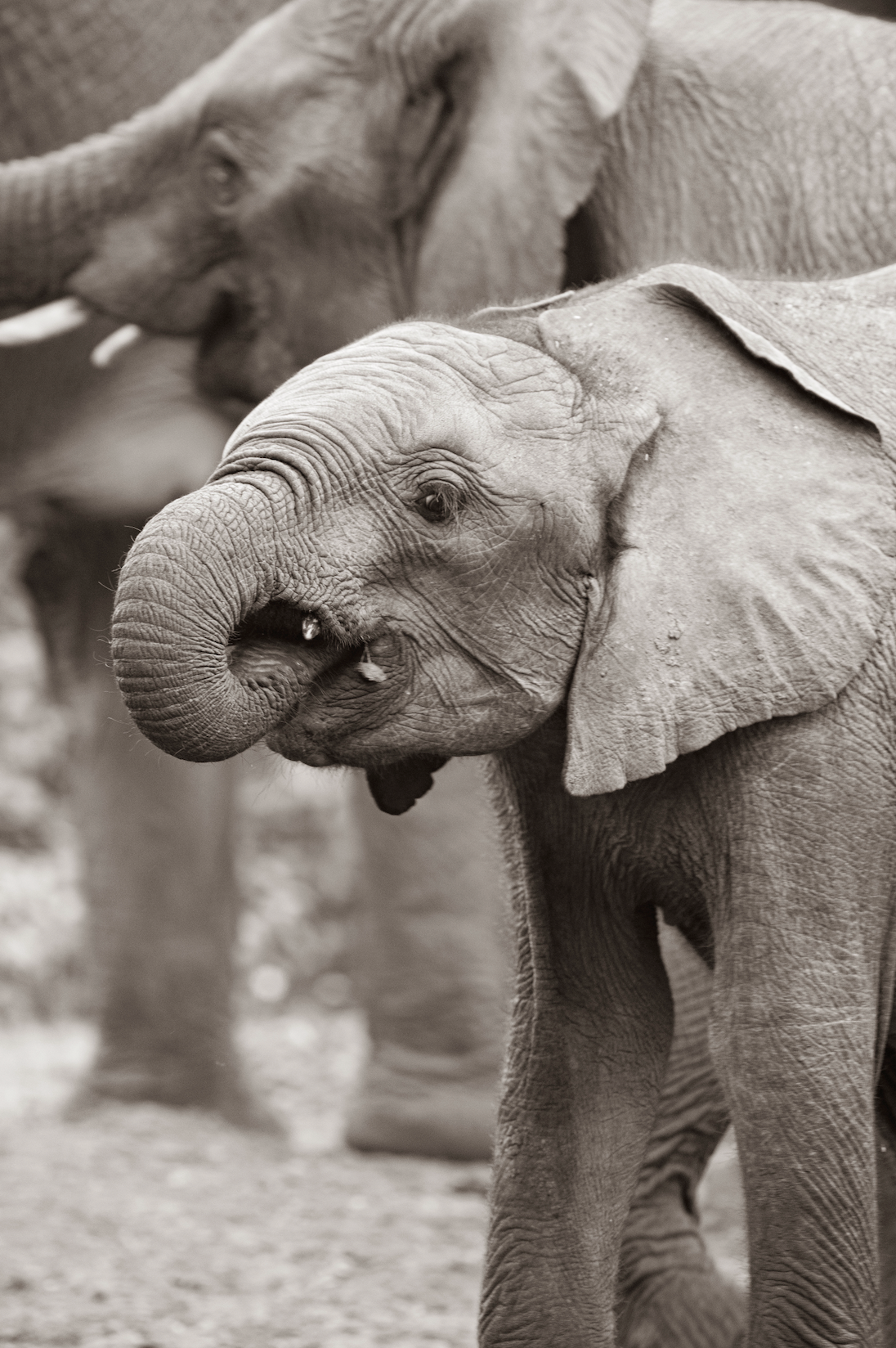 The Toddler - Wildlife Print