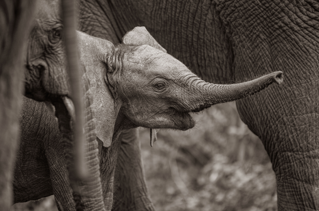 The Newborn - Wildlife Print