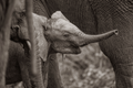 The Newborn - Wildlife Print