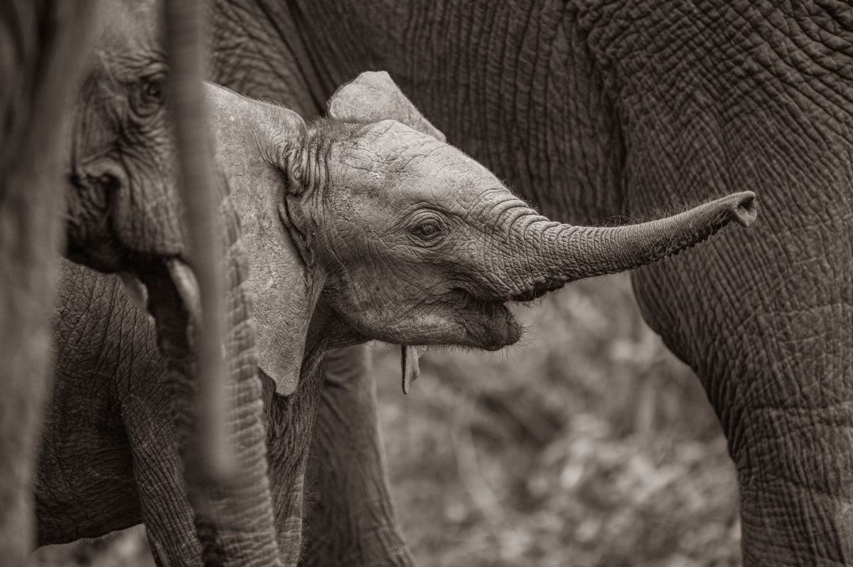 The Newborn - Wildlife Print
