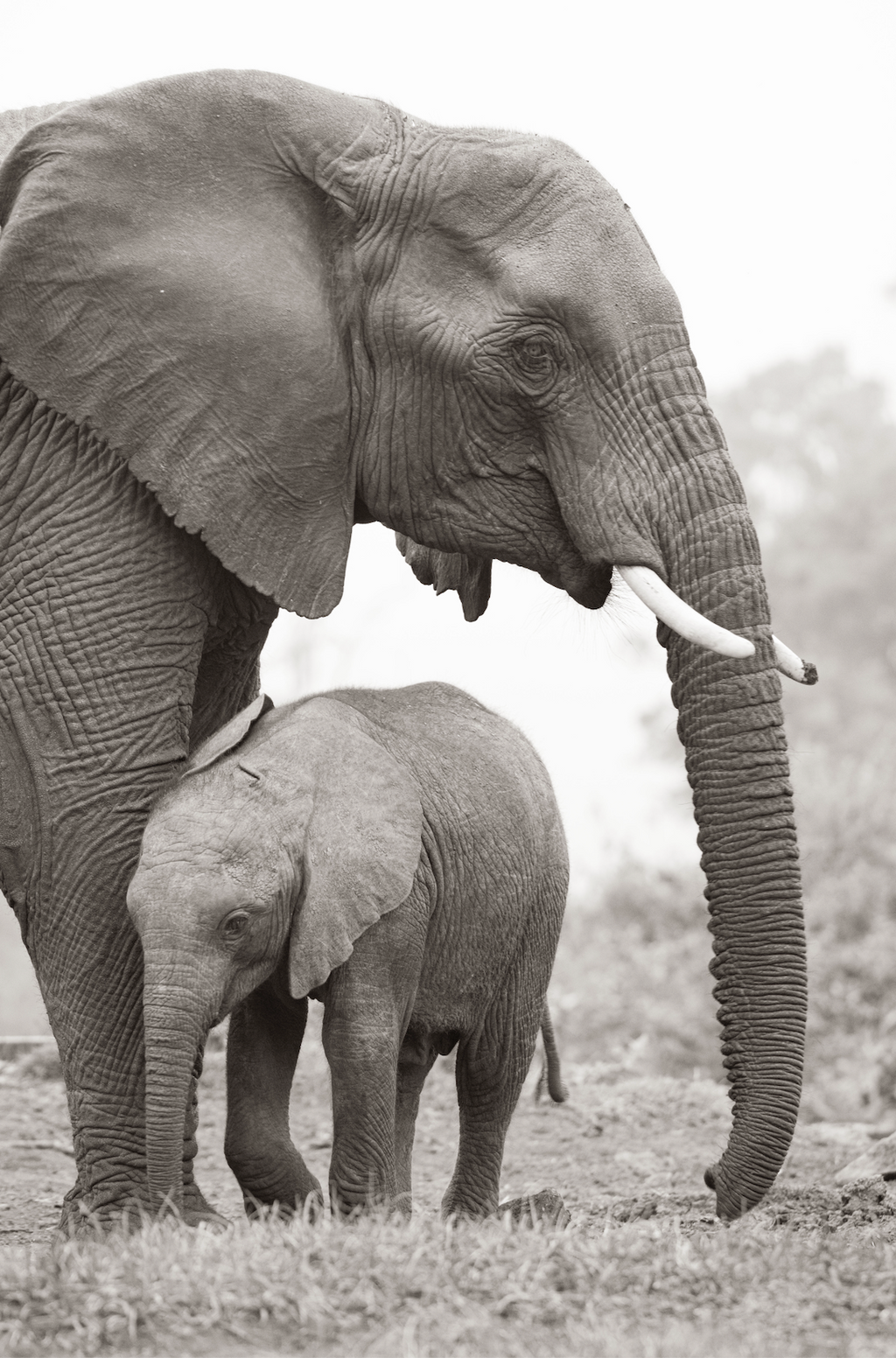 The Mother and her Baby - Wildlife Print