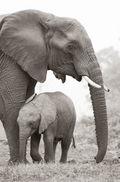 The Mother and her Baby - Wildlife Print