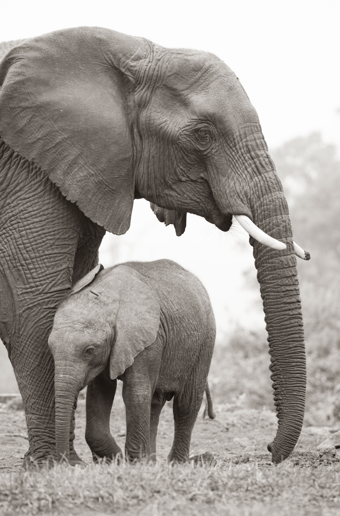 The Mother and her Baby - Wildlife Print