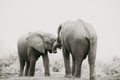 The Mother and her teen - Wildlife Print