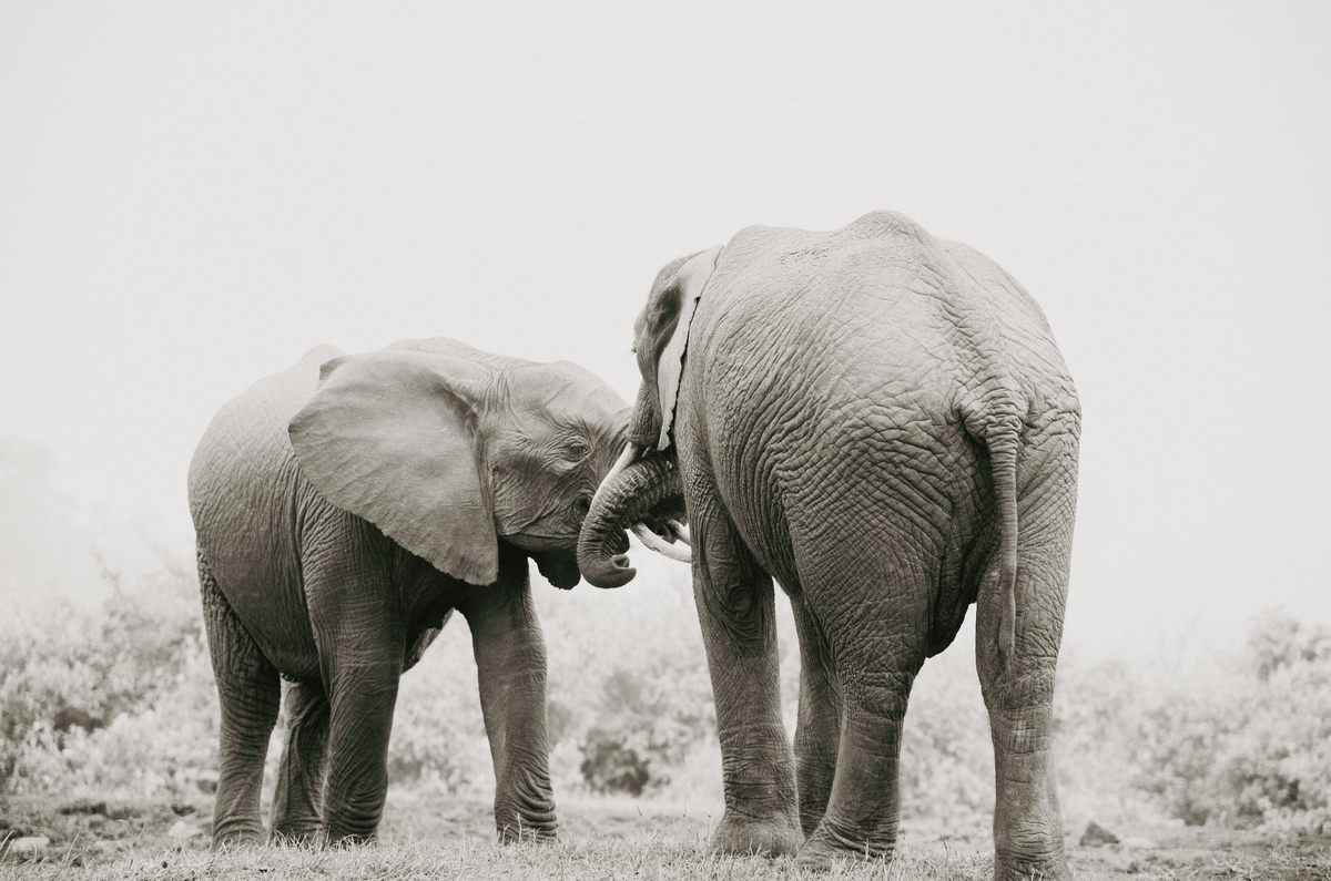 The Mother and her teen - Wildlife Print