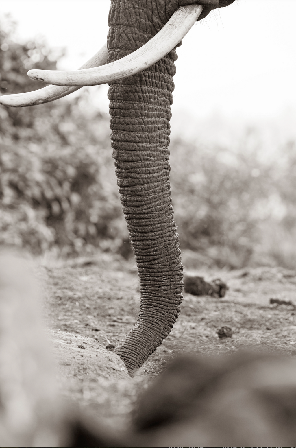 The Tusk - Wildlife Print