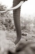 The Tusk - Wildlife Print