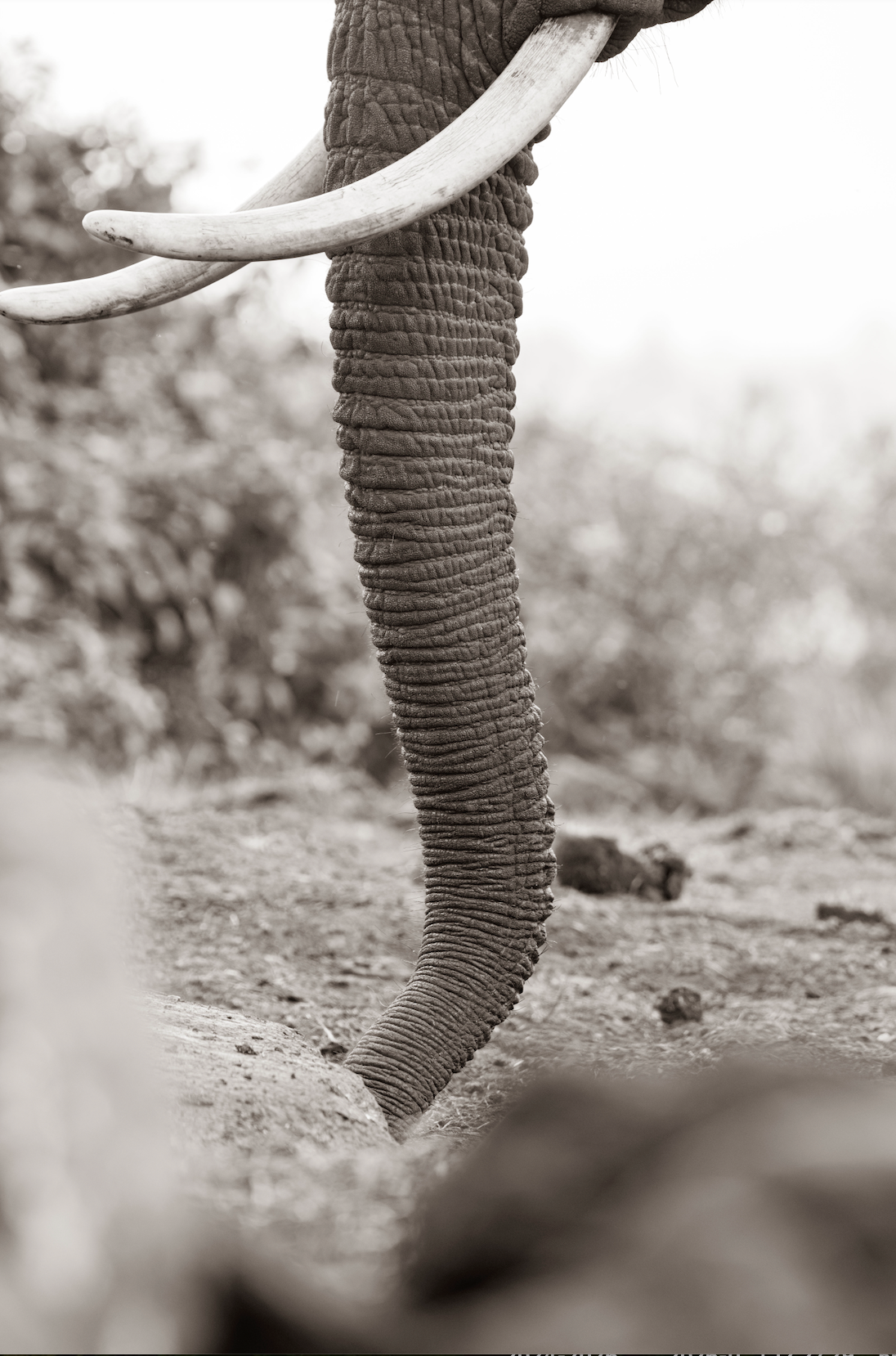 The Tusk - Wildlife Print