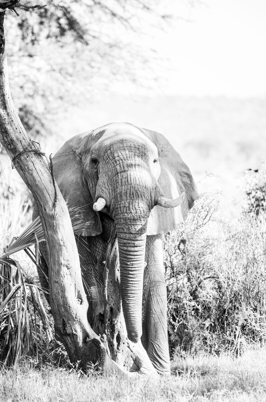 The Baby and Its Tree - Wildlife Print
