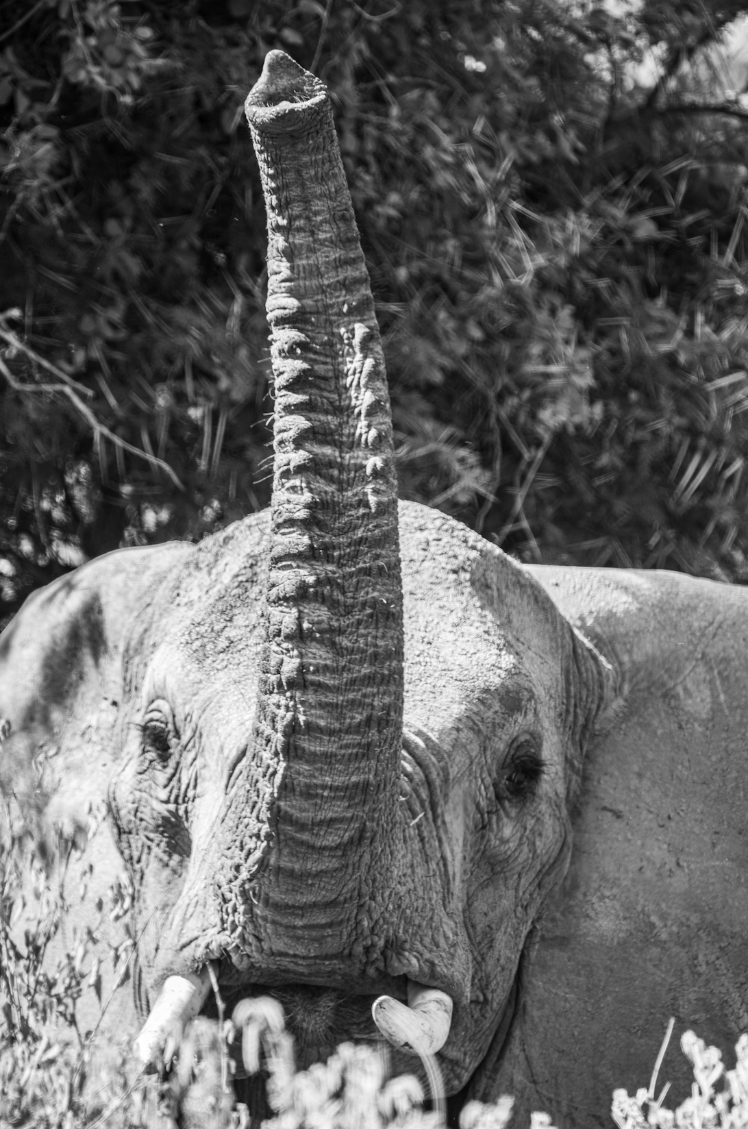 The Teen Tusk - Wildlife Print