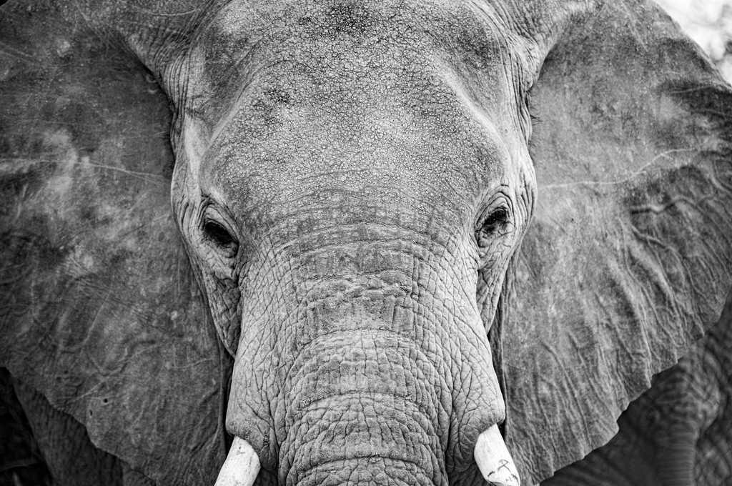 The Close-Up - Wildlife Print