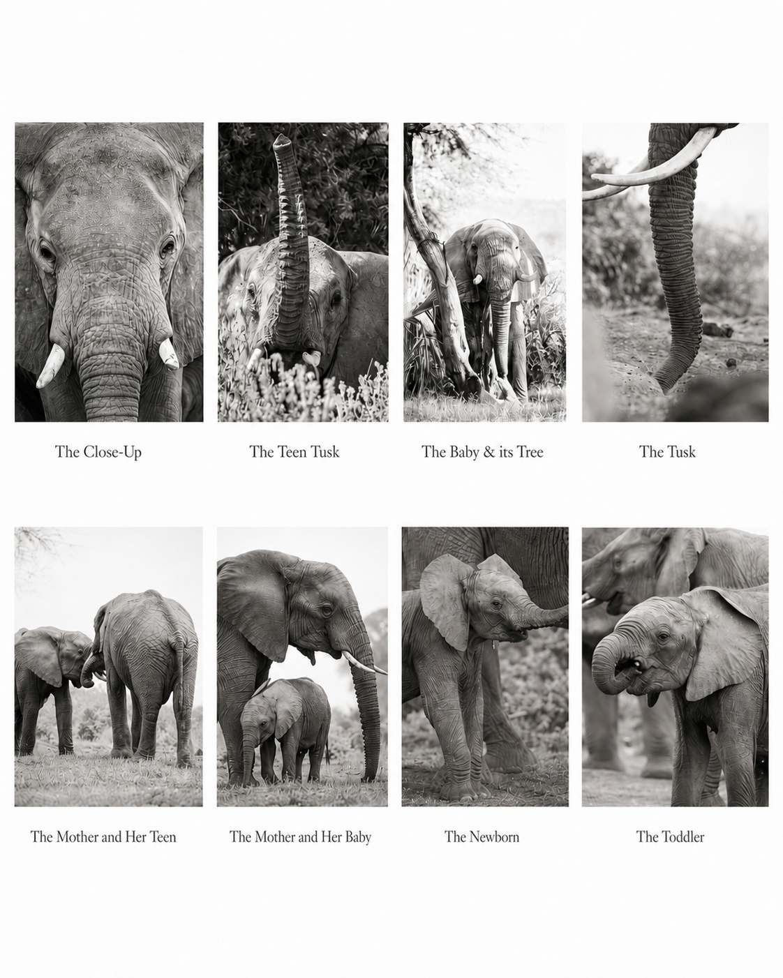The Baby and Its Tree - Wildlife Print